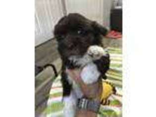 Havanese Puppy for sale in Ocoee, FL, USA