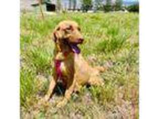 Chesapeake Bay Retriever Puppy for sale in Grand Junction, CO, USA