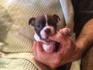 Boston Terrier Puppy for sale in Fredonia, AZ, USA