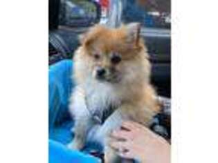 Pomeranian Puppy for sale in San Marcos, CA, USA