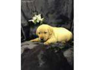 Labrador Retriever Puppy for sale in Townville, SC, USA