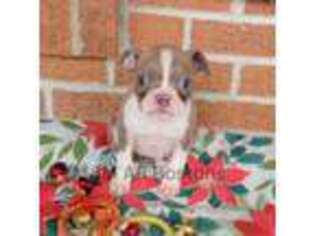 Boston Terrier Puppy for sale in Benton, AR, USA