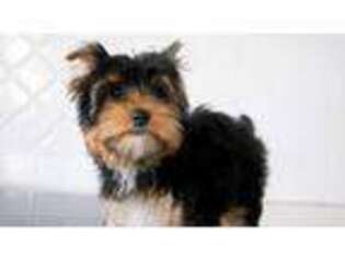 Yorkshire Terrier Puppy for sale in Pasco, WA, USA
