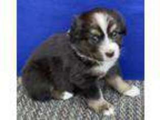 Miniature Australian Shepherd Puppy for sale in Galesburg, IL, USA