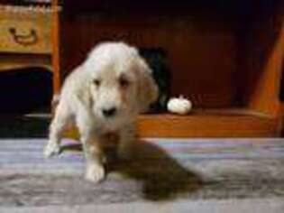 Goldendoodle Puppy for sale in Adrian, MI, USA