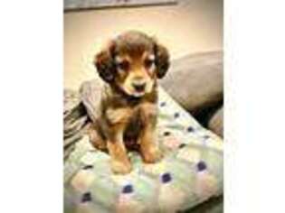 Mutt Puppy for sale in Keizer, OR, USA