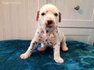 Dalmatian Puppy for sale in Spring Hope, NC, USA