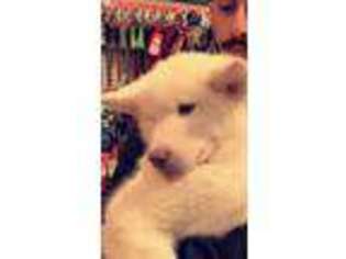 Alaskan Malamute Puppy for sale in Auburn Hills, MI, USA