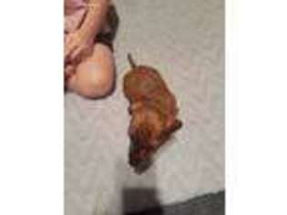 Dachshund Puppy for sale in Menifee, CA, USA