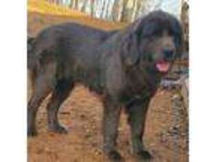 Newfoundland Puppy for sale in Goose Creek, SC, USA