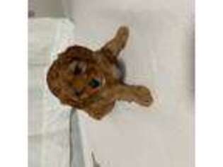 Cavapoo Puppy for sale in Garfield, NJ, USA
