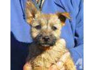 Cairn Terrier Puppy for sale in GRASS VALLEY, CA, USA