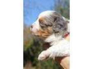 Cavapoo Puppy for sale in Chouteau, OK, USA