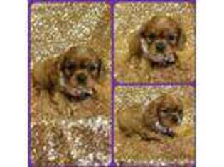 Cavalier King Charles Spaniel Puppy for sale in Hastings, NE, USA