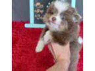 Pomeranian Puppy for sale in Siloam Springs, AR, USA