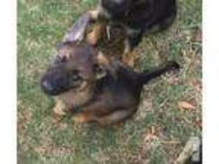 German Shepherd Dog Puppy for sale in LINCOLN, CA, USA