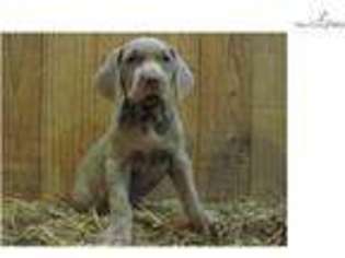 Weimaraner Puppy for sale in Bowling Green, KY, USA