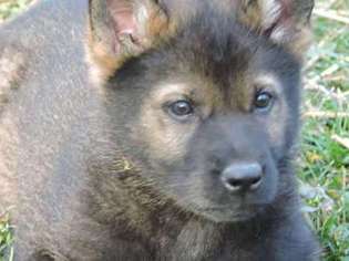 German Shepherd Dog Puppy for sale in Downers Grove, IL, USA