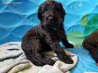 Newfoundland Puppy for sale in Bushnell, FL, USA