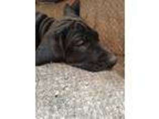 Great Dane Puppy for sale in Watertown, NY, USA