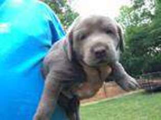 Labrador Retriever Puppy for sale in Commerce, GA, USA