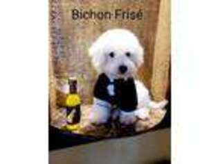 Bichon Frise Puppy for sale in Fort Lauderdale, FL, USA