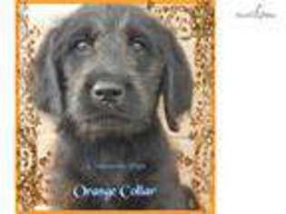 Labradoodle Puppy for sale in Chattanooga, TN, USA