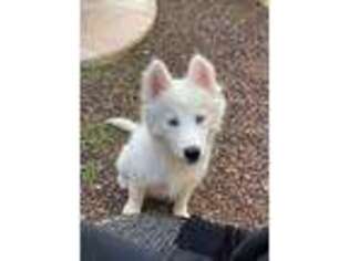 Siberian Husky Puppy for sale in Buckeye, AZ, USA
