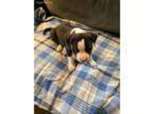 Mutt Puppy for sale in Pittsfield, MA, USA