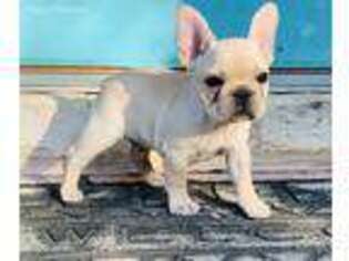 French Bulldog Puppy for sale in Gainesville, TX, USA