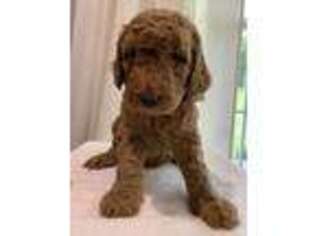 Goldendoodle Puppy for sale in Eagleville, TN, USA