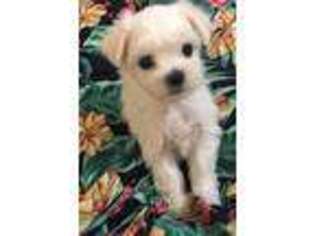 Maltese Puppy for sale in Puyallup, WA, USA