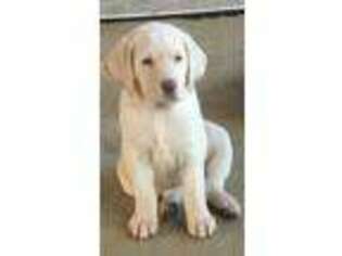 Labrador Retriever Puppy for sale in Byron Center, MI, USA