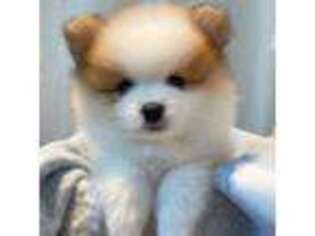 Pomeranian Puppy for sale in Seattle, WA, USA