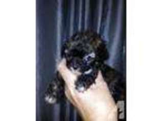 Yorkshire Terrier Puppy for sale in DALTON, GA, USA