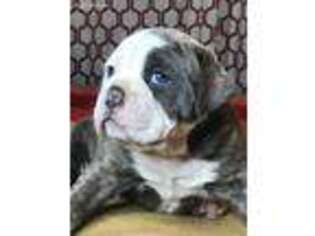 Olde English Bulldogge Puppy for sale in Springlake, TX, USA