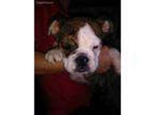 Bulldog Puppy for sale in Boyne City, MI, USA