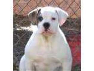 American Bulldog Puppy for sale in Chester, IL, USA