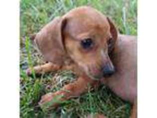 Dachshund Puppy for sale in Auburn, KY, USA
