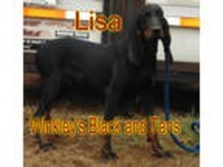 Black and Tan Coonhound Puppy for sale in Waldron, AR, USA