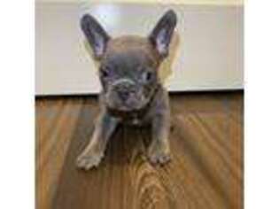 French Bulldog Puppy for sale in Plainsboro, NJ, USA