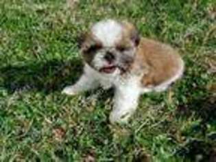 Mutt Puppy for sale in Dover, DE, USA