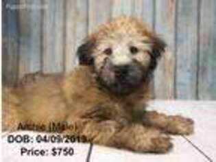 Soft Coated Wheaten Terrier Puppy for sale in Riverhead, NY, USA
