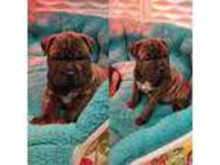 Bulldog Puppy for sale in Sykesville, MD, USA