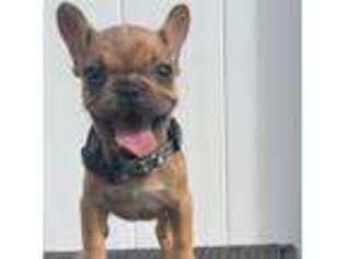French Bulldog Puppy for sale in Bradford, MA, USA
