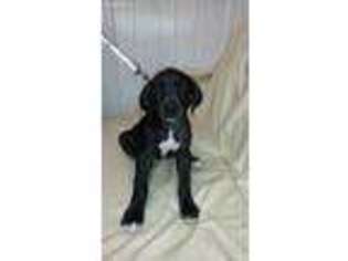 Great Dane Puppy for sale in Frankford, DE, USA