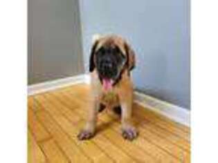 Mastiff Puppy for sale in North Lawrence, OH, USA