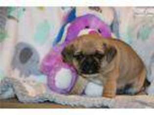 Puggle Puppy for sale in Harrisburg, PA, USA