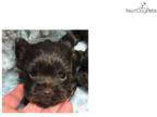 Yorkshire Terrier Puppy for sale in Monroe, LA, USA