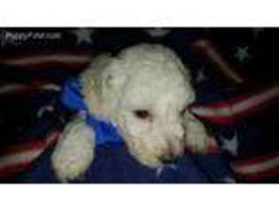 Goldendoodle Puppy for sale in South Point, OH, USA